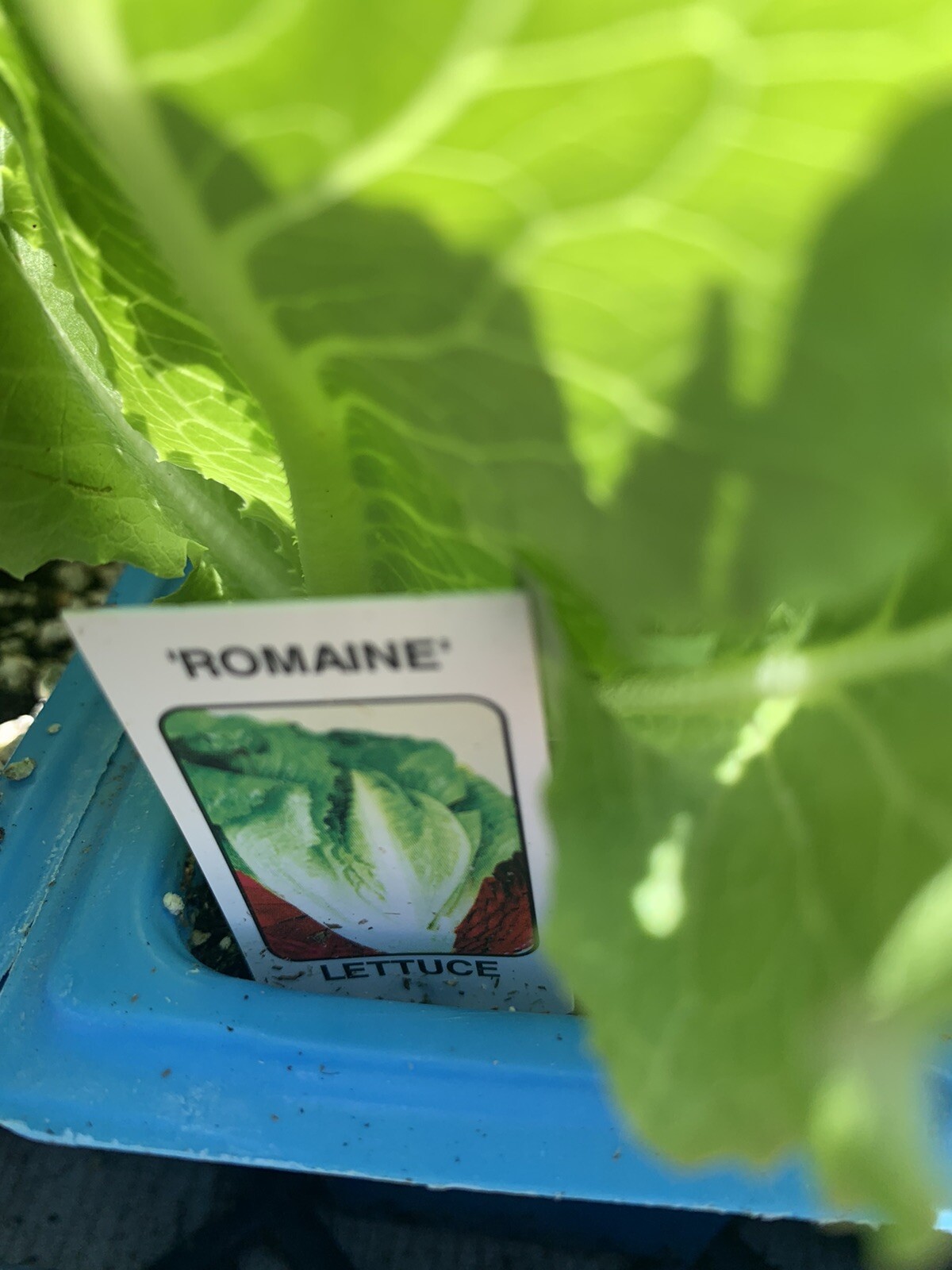 Organic ROMAINE LETTUCE 4 Inches Pot