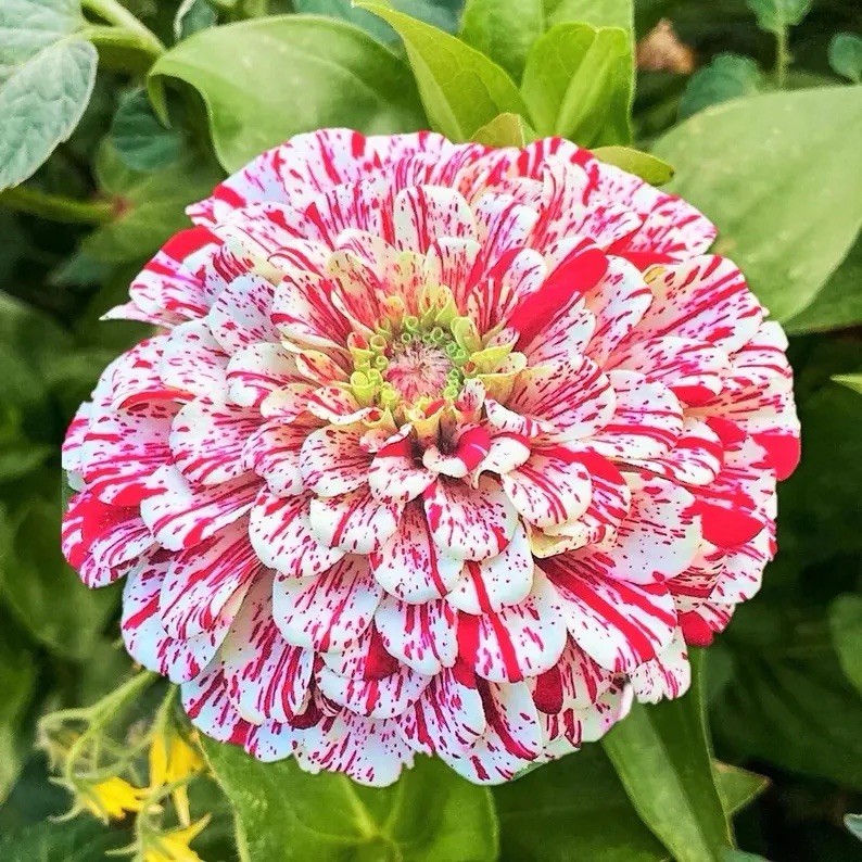 50 Peppermint Zinnia Seeds Red White Double Bloom Perennial Flowers Garden