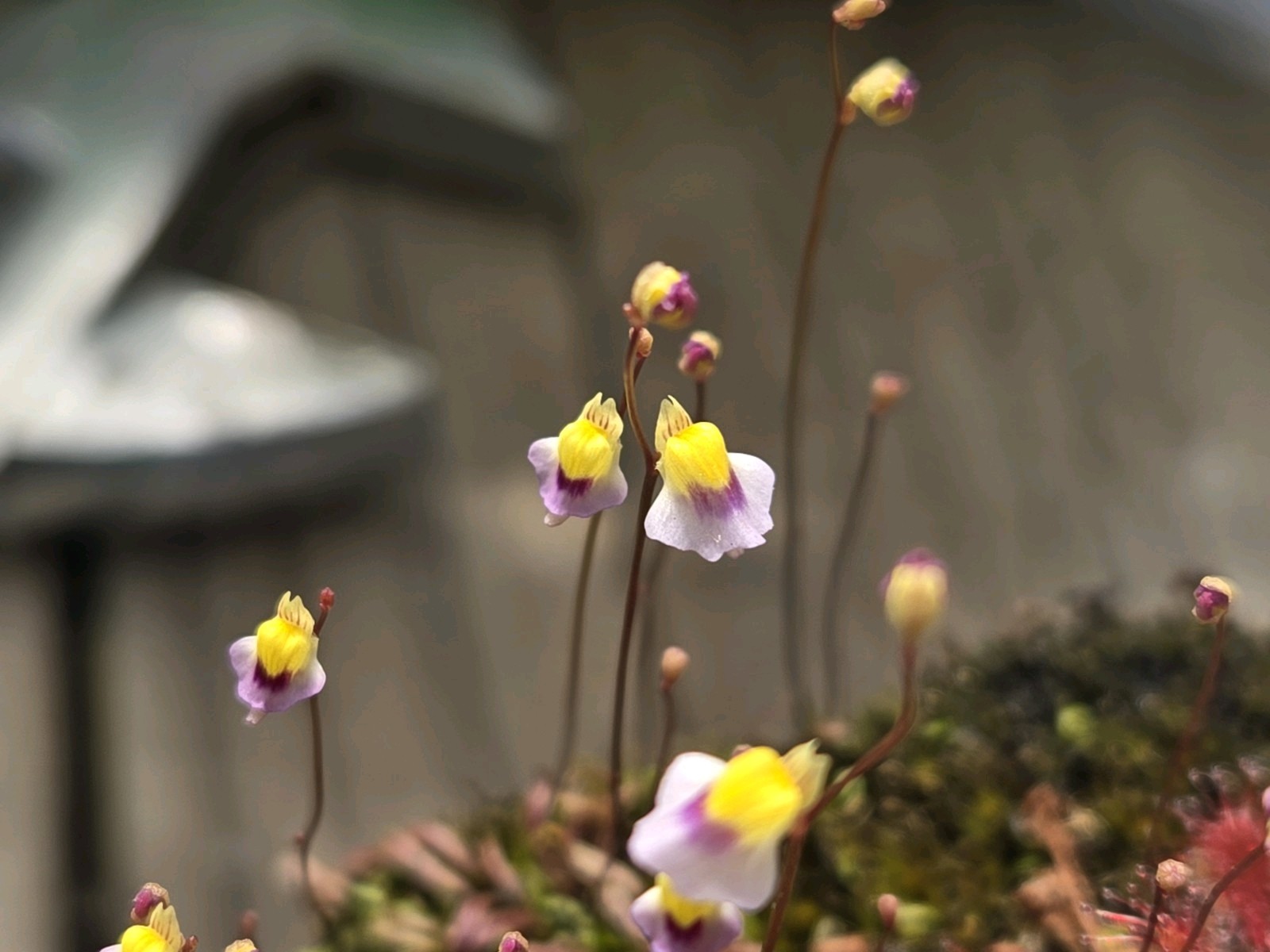 CARNIVOROUS PLANT 4 PACK- LIVE- USI (Sundews And Bladderworts)