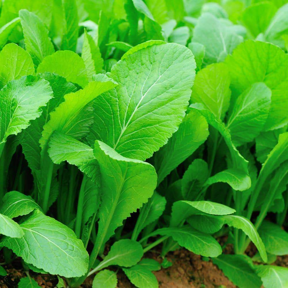 Tendergreen Mustard Seeds, Spinach Mustard, NON-GMO, Komatsuna, FREE SHIPPING