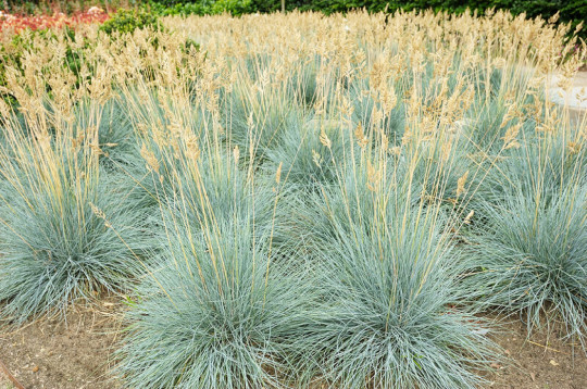 100+ Blue Fescue Grass Seeds (Festuca Cinerea Glauca) Silvery Blue Ornamental