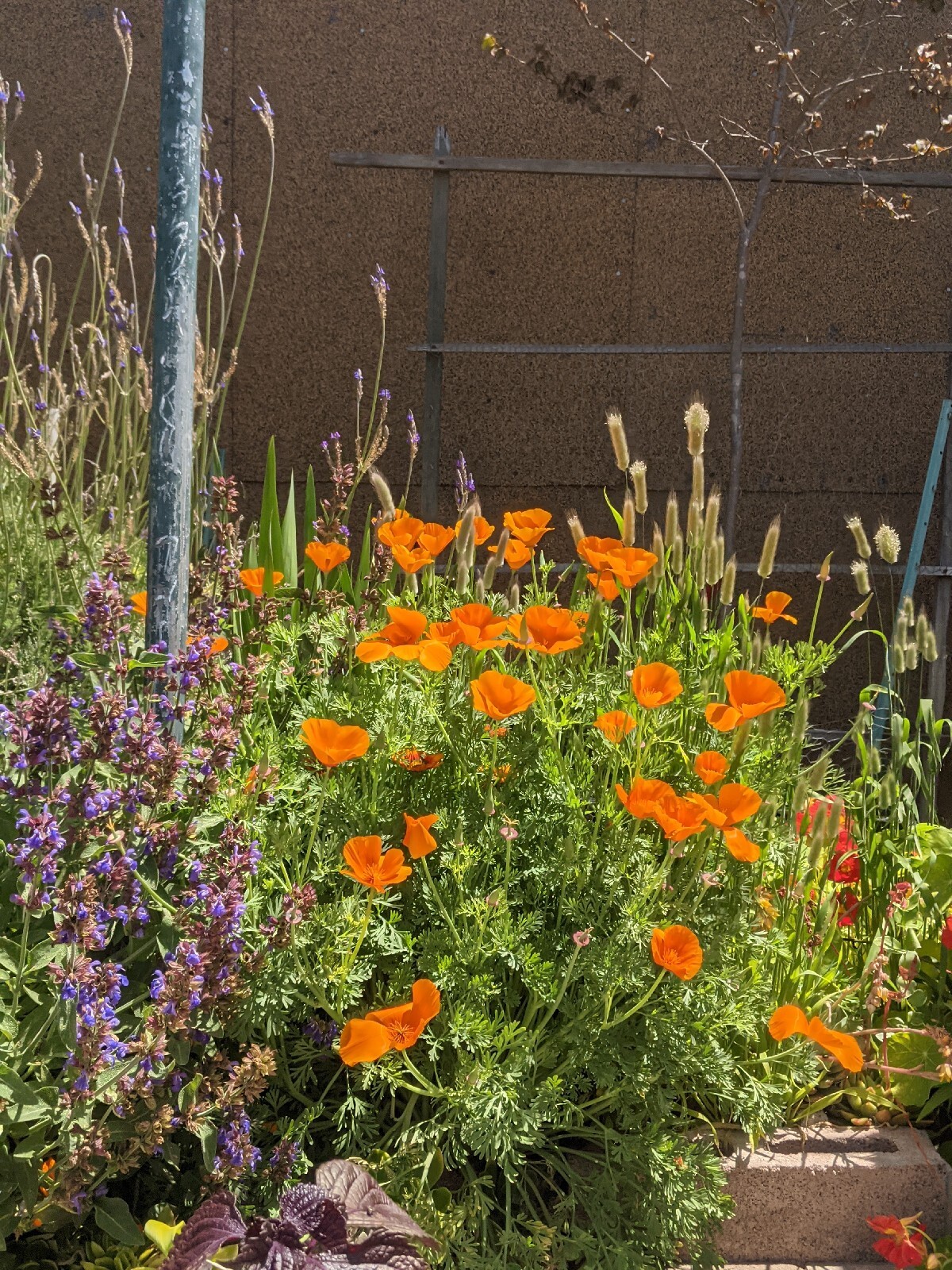 California “Gold Rush” Poppies (100+ SEEDS) Eschscholzia. USA Grown 2023 CROP