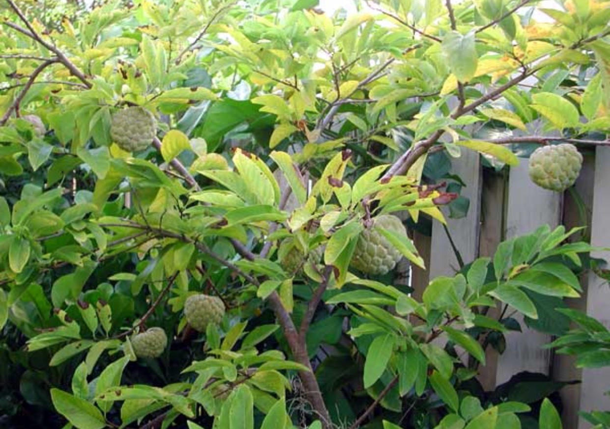 100 Healthy Sugar Apple Seeds Annona Squamosa Awesome Sweet Fruit