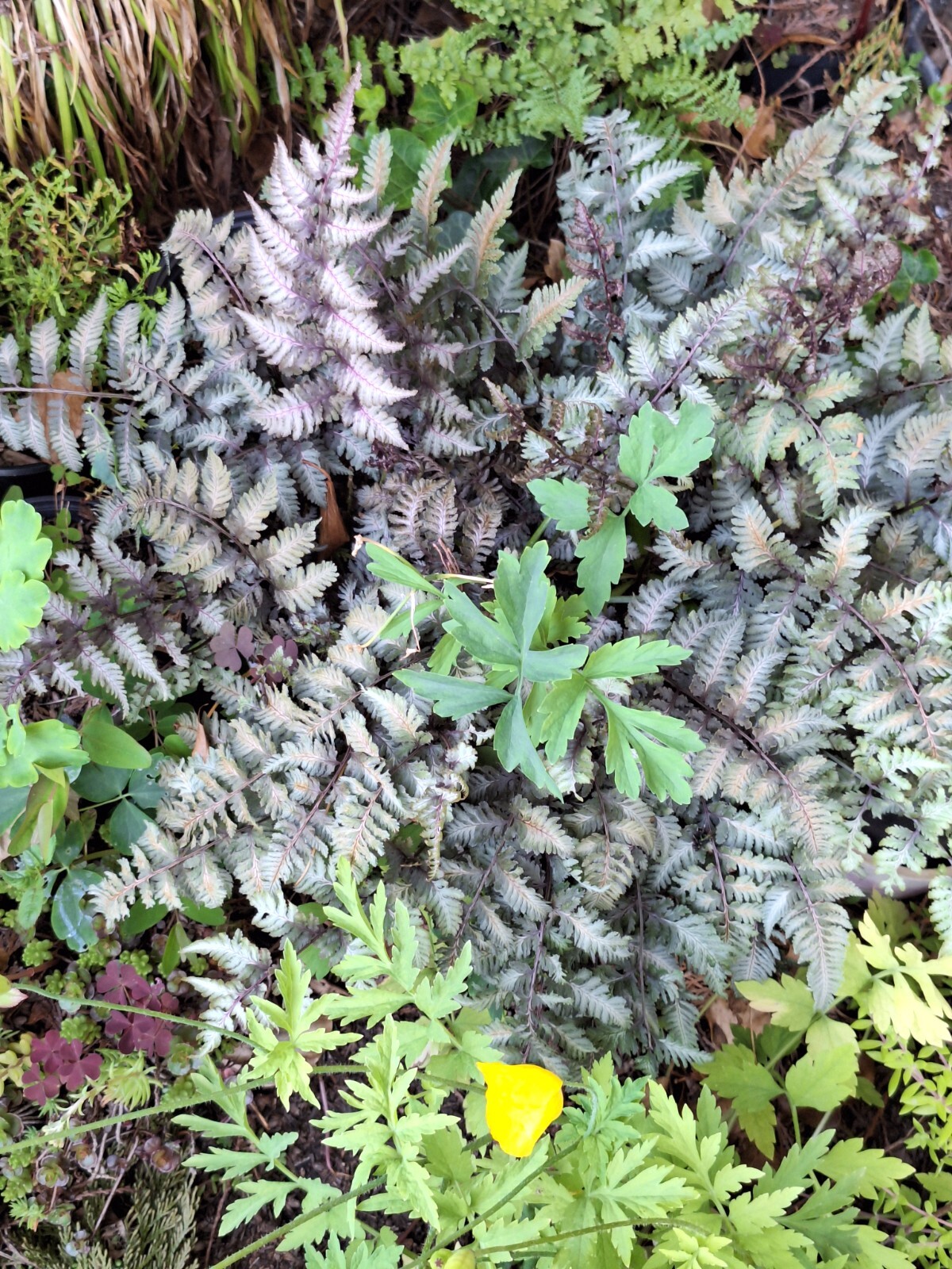 LADY FERN ‘REGAL RED’ 1000 SPORES (SEEDS*) FILIX FEMINA NIPONICUM, COLD HARDY