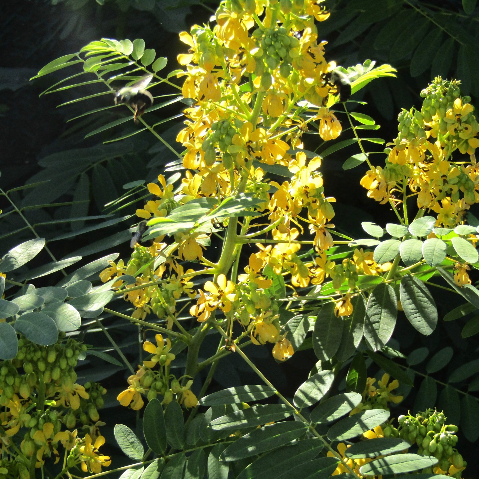 Wild Senna Seeds (Senna hebecarpa) ~Traditional Herb Native Pollinator Garden
