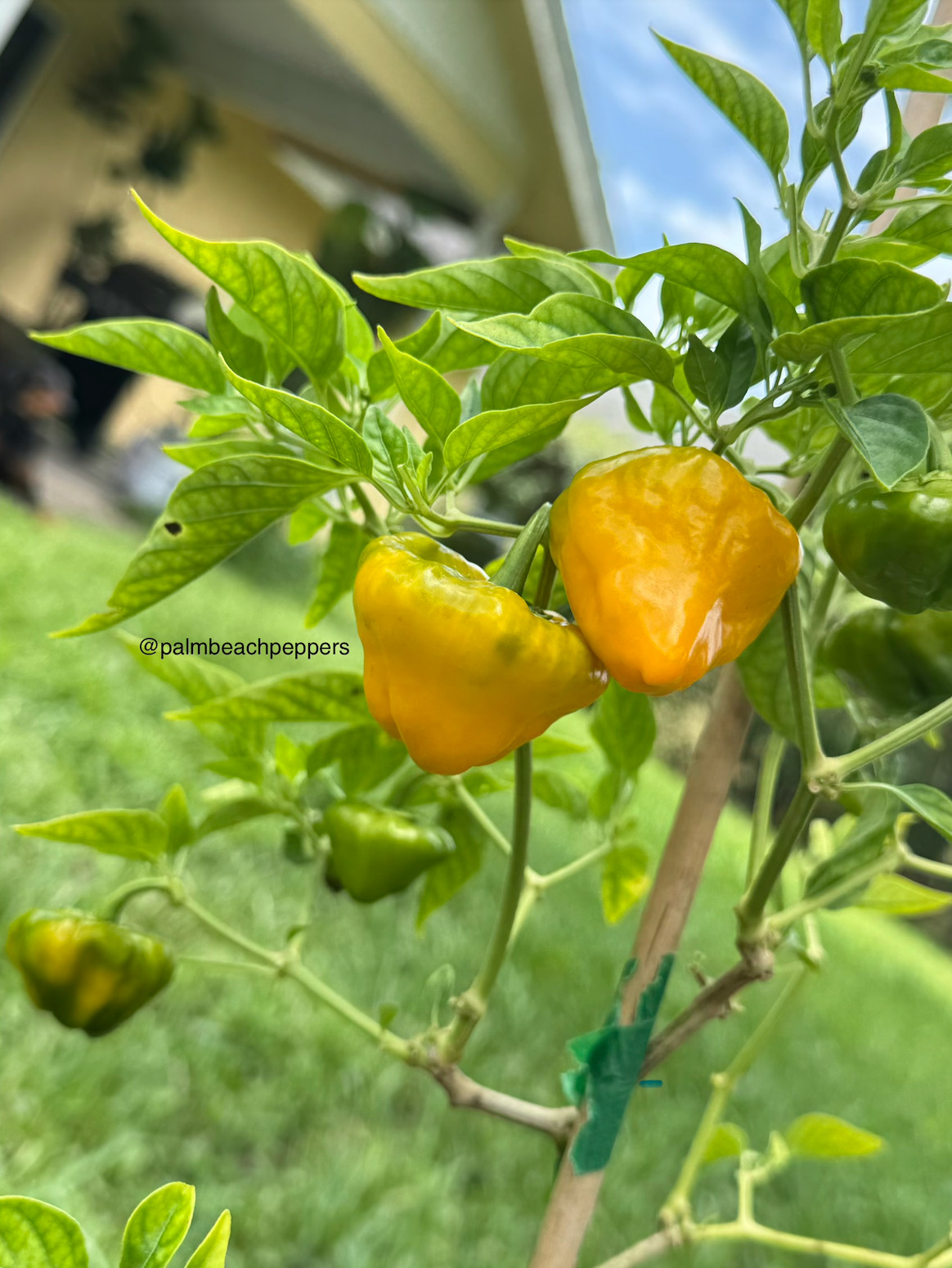 Seeds – Scotch Bonnet Hot Pepper – Organic, homegrown, ships from Florida