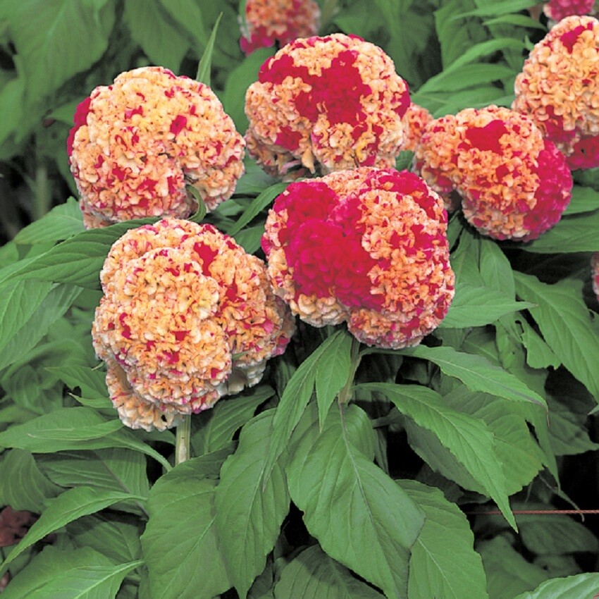 Celosia Seeds 50 Seeds Celosia Kurume Corona Cockscomb Seeds