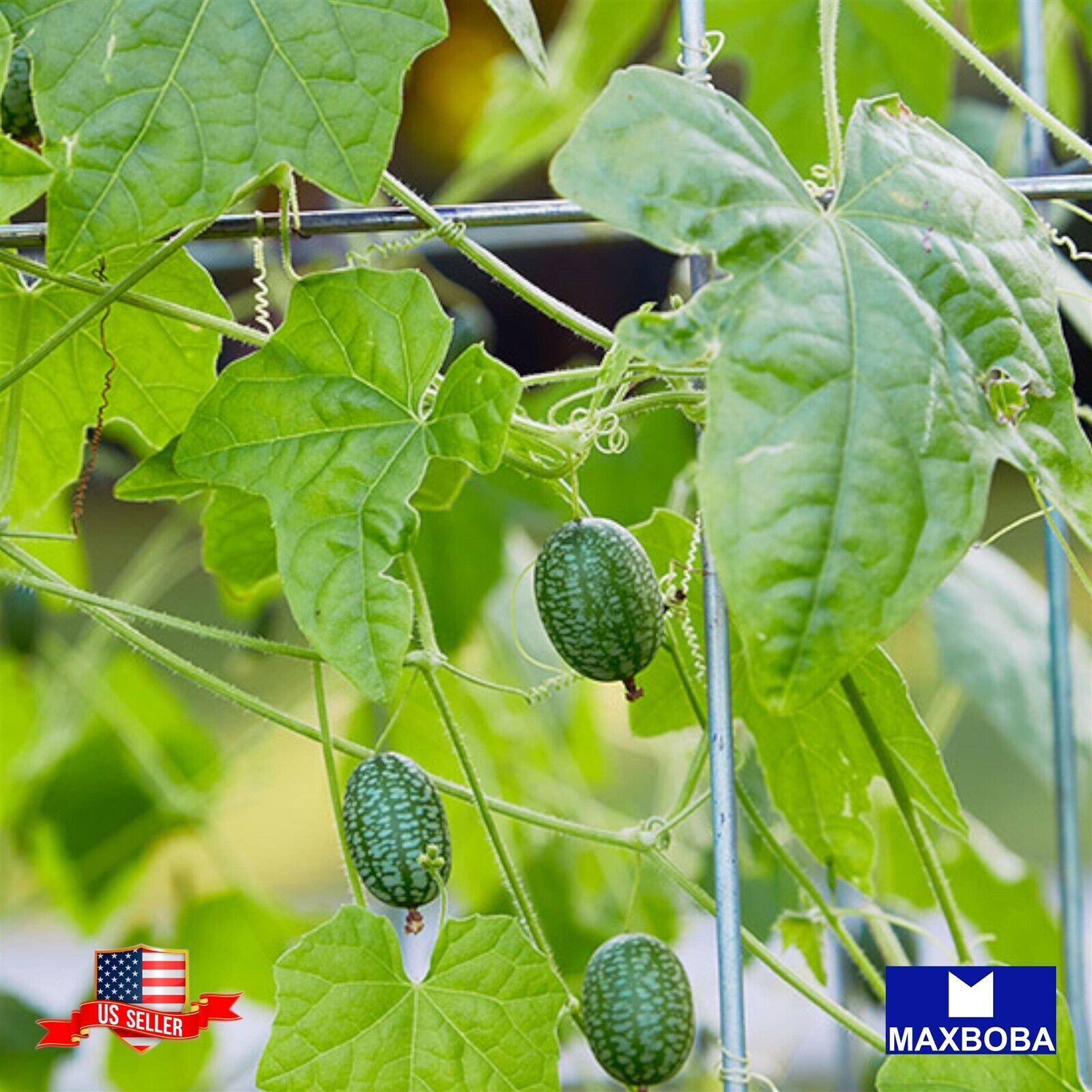 Cucamelon Seeds – Mexican Sour Gherkin Heirloom Non-GMO Vegetable