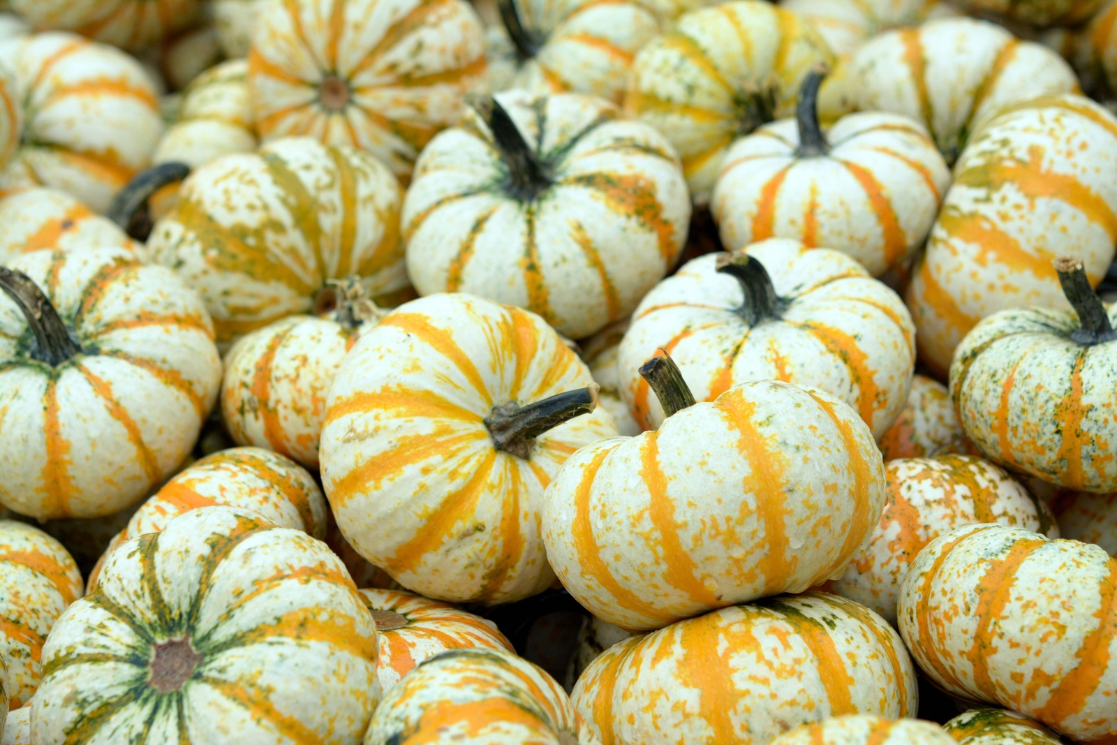 20 MINI MIX PUMPKIN Miniature Cucurbita Pepo White Green Orange Stripe Veg Seeds