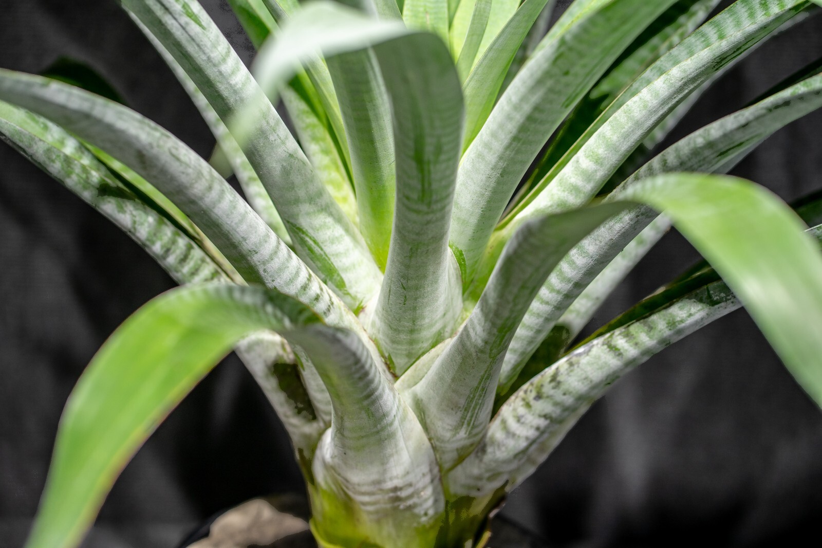 Alcantarea Odorata Pot 9″