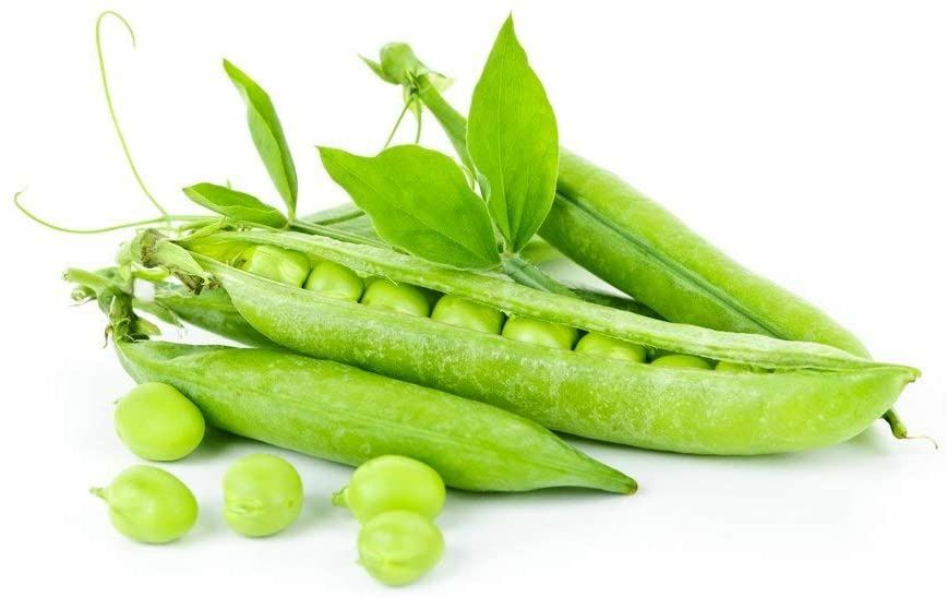Pea Seeds, Thomas Laxton Pea Seeds, “COOL BEANS N SPROUTS” Brand. Home Gardening