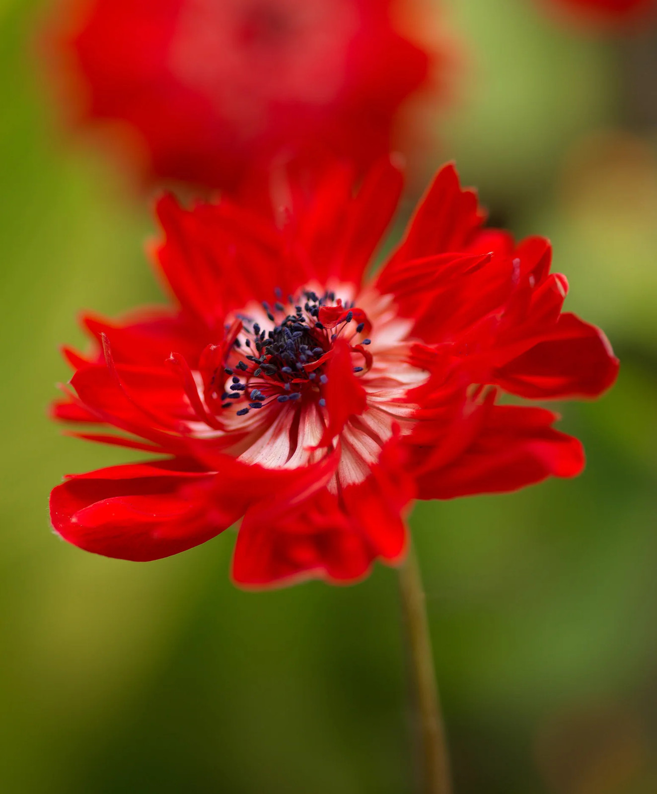 The Governor Anemone Coronaria – 25 bulbs