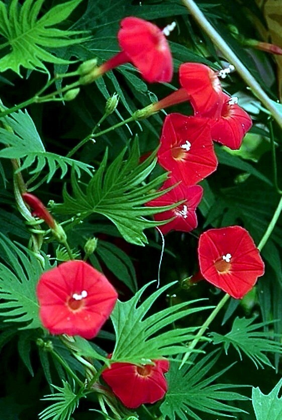 50 STAR GLORY SEEDS Cardinal Creeper Vine Flower Plant Butterflies Hummingbirds