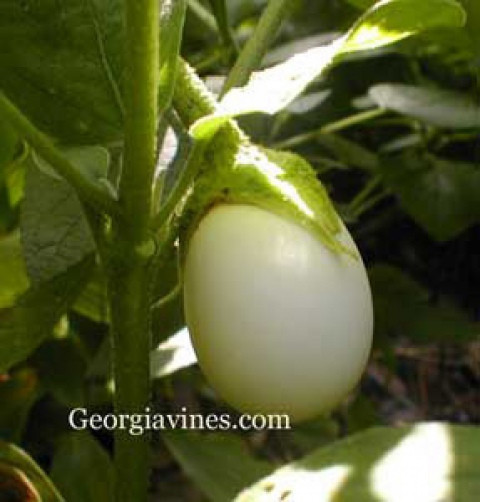 Solanum ovigerum Easter Egg Tree 15 seeds
