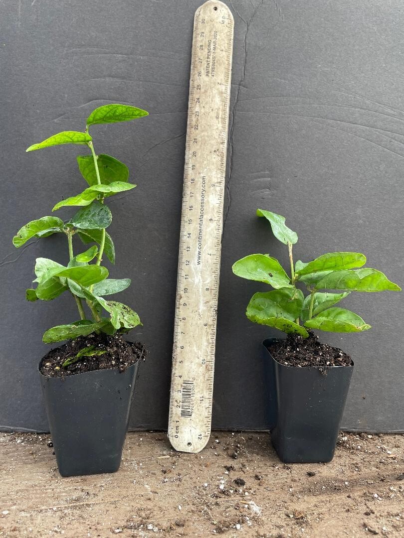 Grand Duke of Tuscany Jasmine~Jasminum Sambac~~SMALL Rooted STARTER Plant~