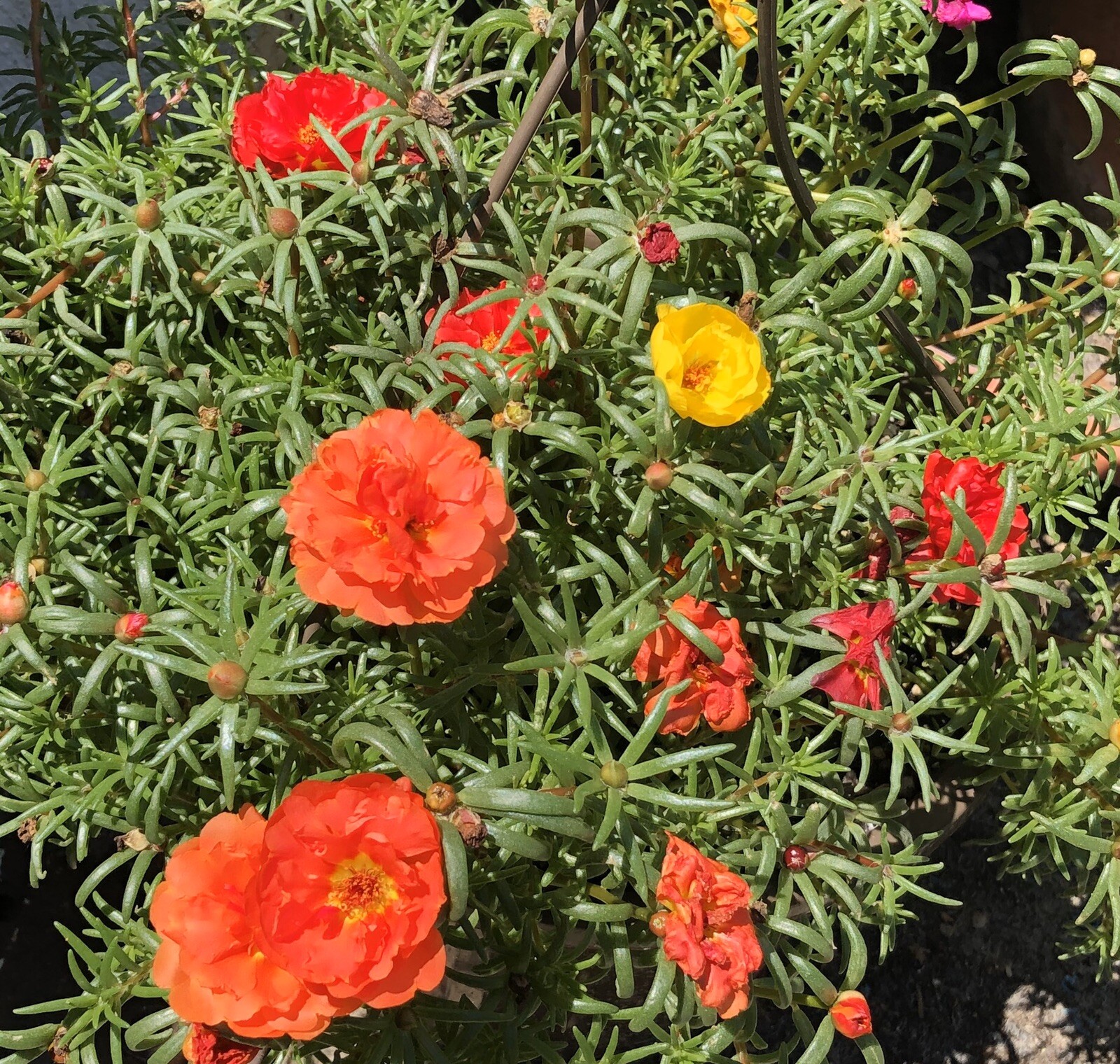 Moss Roses 100 Seeds Happy Hour Mix Moss Beautiful Flowers USA Seller Full Sun