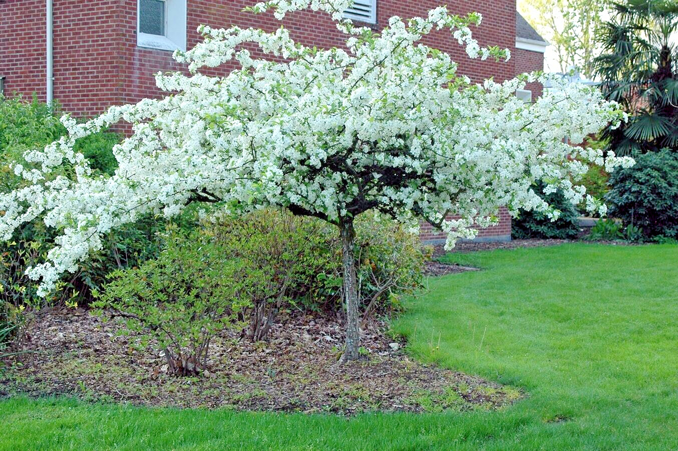 Sargent’s Crabapple Tree | Premium Seeds | Malus sargentii ‘Fall’ | Plants’®