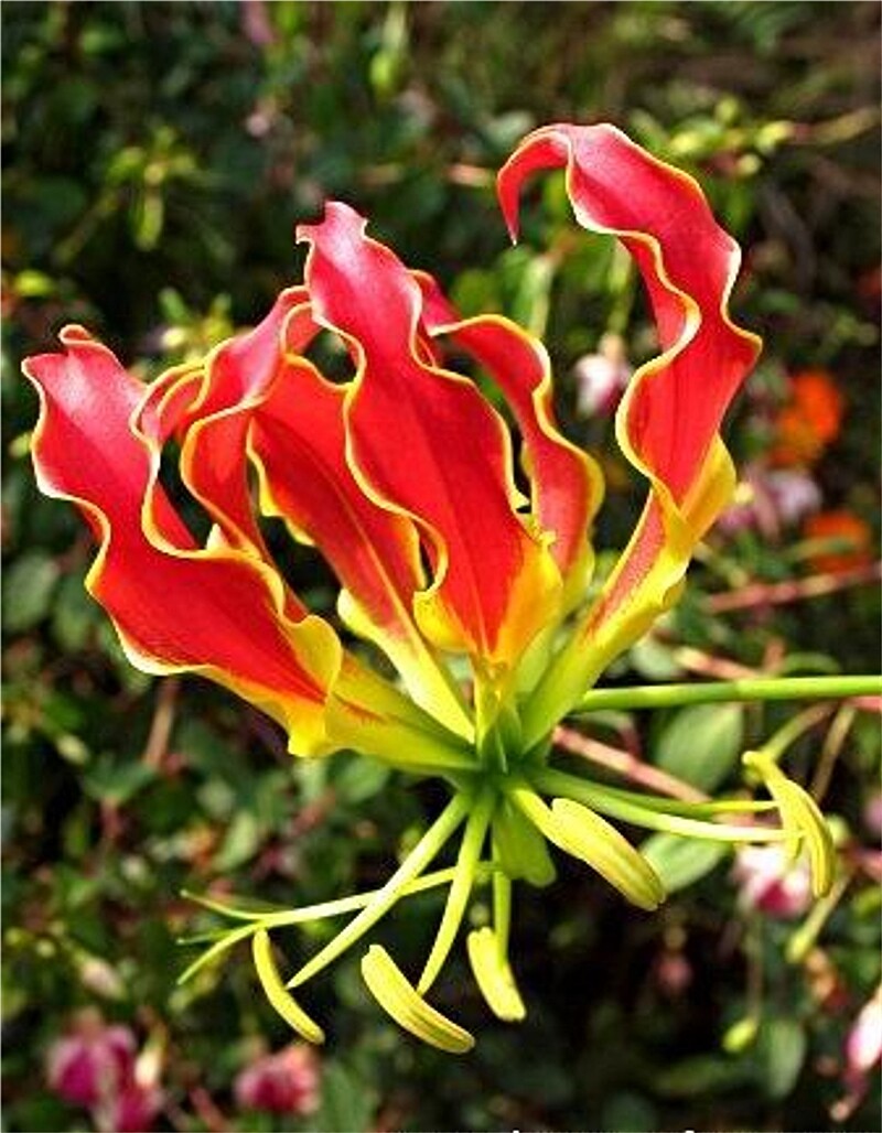 Gloriosa Superba Glory Vine 10 Seeds, Climbing Flame Lily Exceptional Beauty