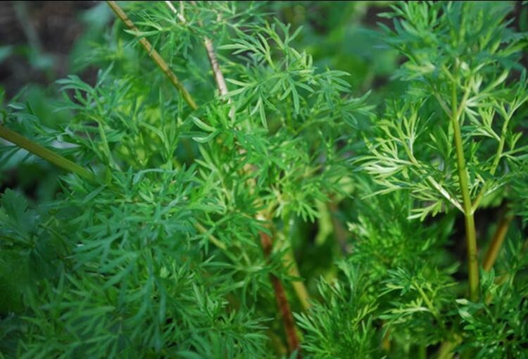 100+ Cilantro/Coriander Seeds Heirloom NON-GMO, Fresh Seeds, Slow-Bolting
