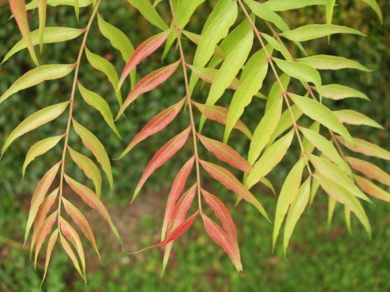 1(ONE) Live Plants of seedling “CHINESE PISTACHE” TREE about 3-6″ tall