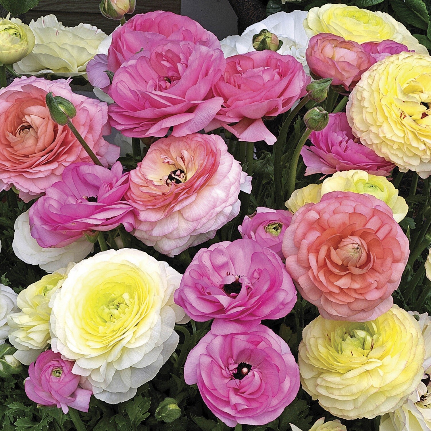 Ranunculus Seeds Mache Pastel Mix 25 Pelleted Seeds