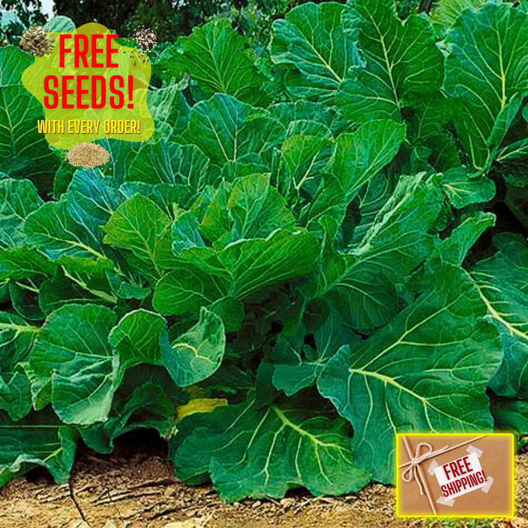Portuguese Kale Seeds | Heirloom Non-GMO | Fresh Vegetable Seeds | Rare Seeds