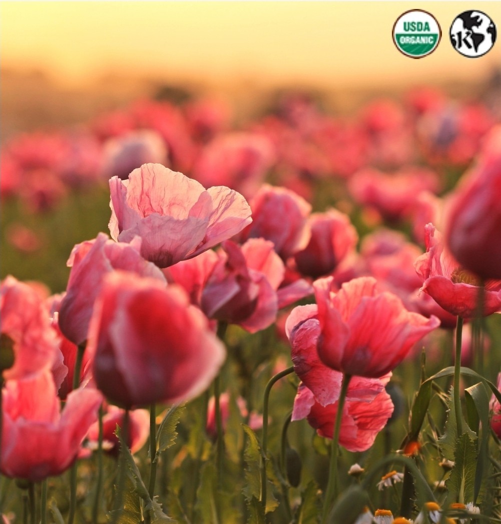 500+ Turkish Red Poppy Seeds RARE | 2026 | NEW SUPPLIER | Buy 3 get 1 FREE