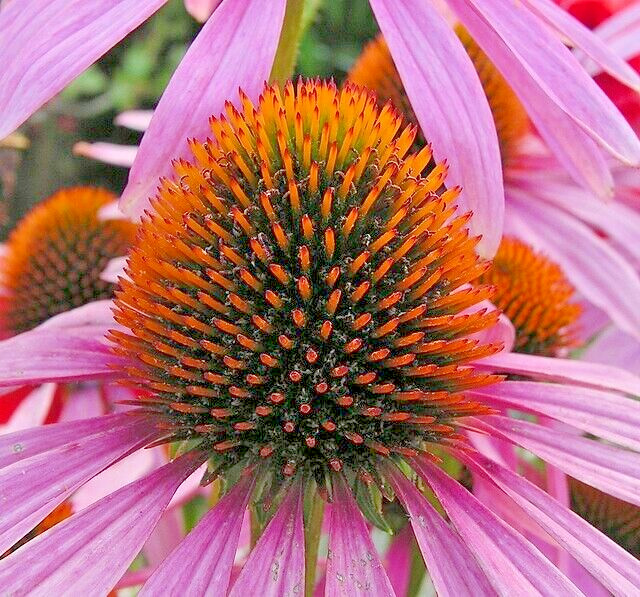 PURPLE ECHINACEA 100 SEEDS, CONEFLOWER, LARGE DAISY-LIKE FLOWERS, USA SELLER