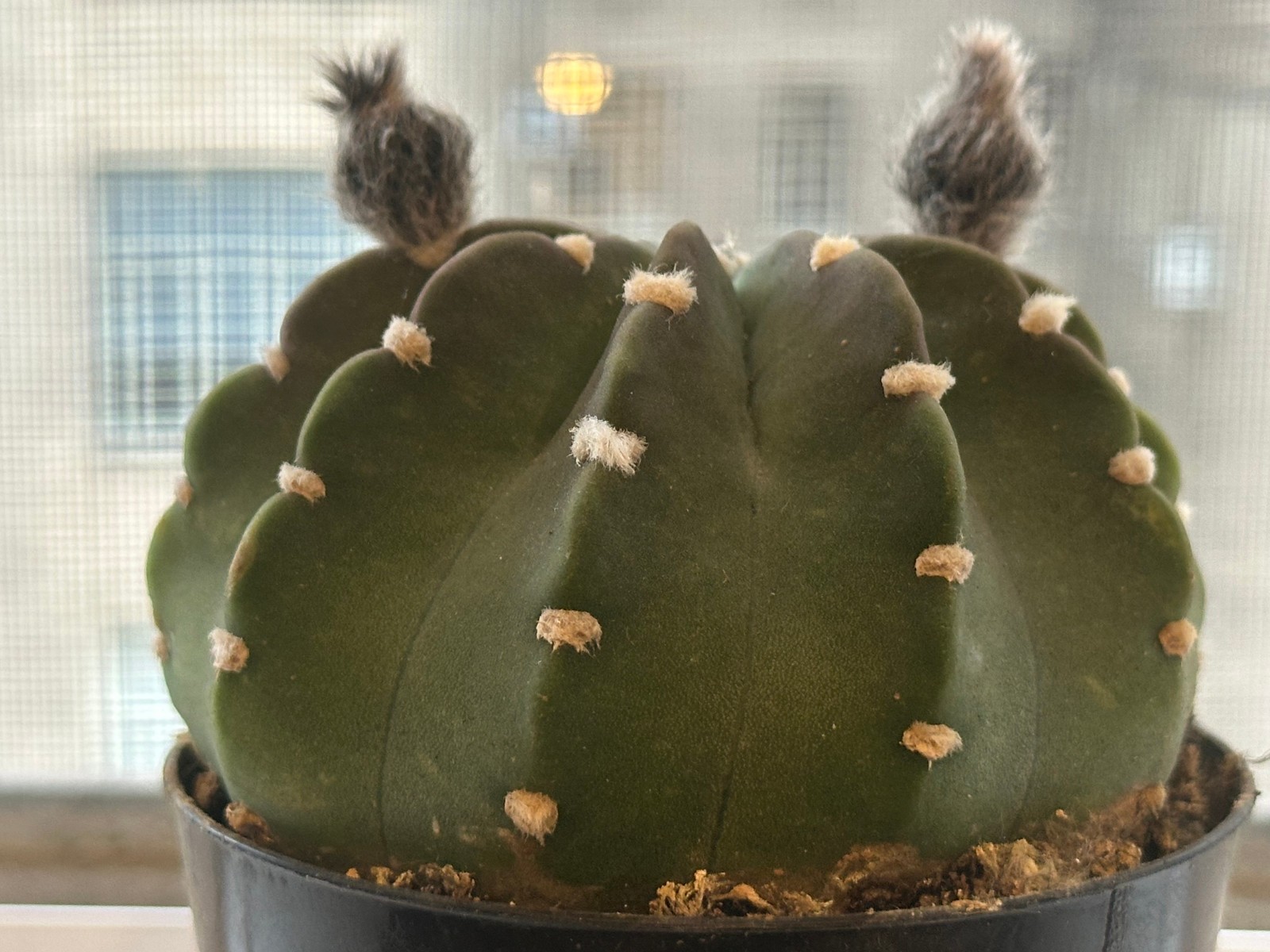 Echinopsis subdenudata Live Domino Easter Lily Cactus in 4″ pot FREE SHIPPING