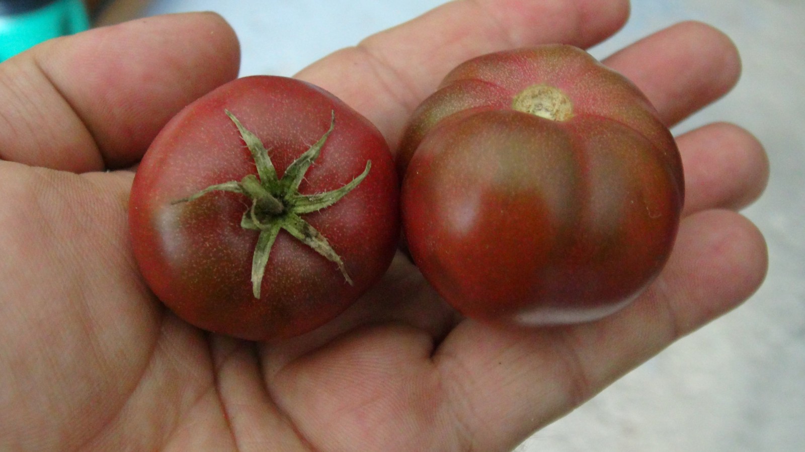 10 seeds Dwarf Velvet Night Tomato Purple cherry ORGANIC Rare Variety DTP