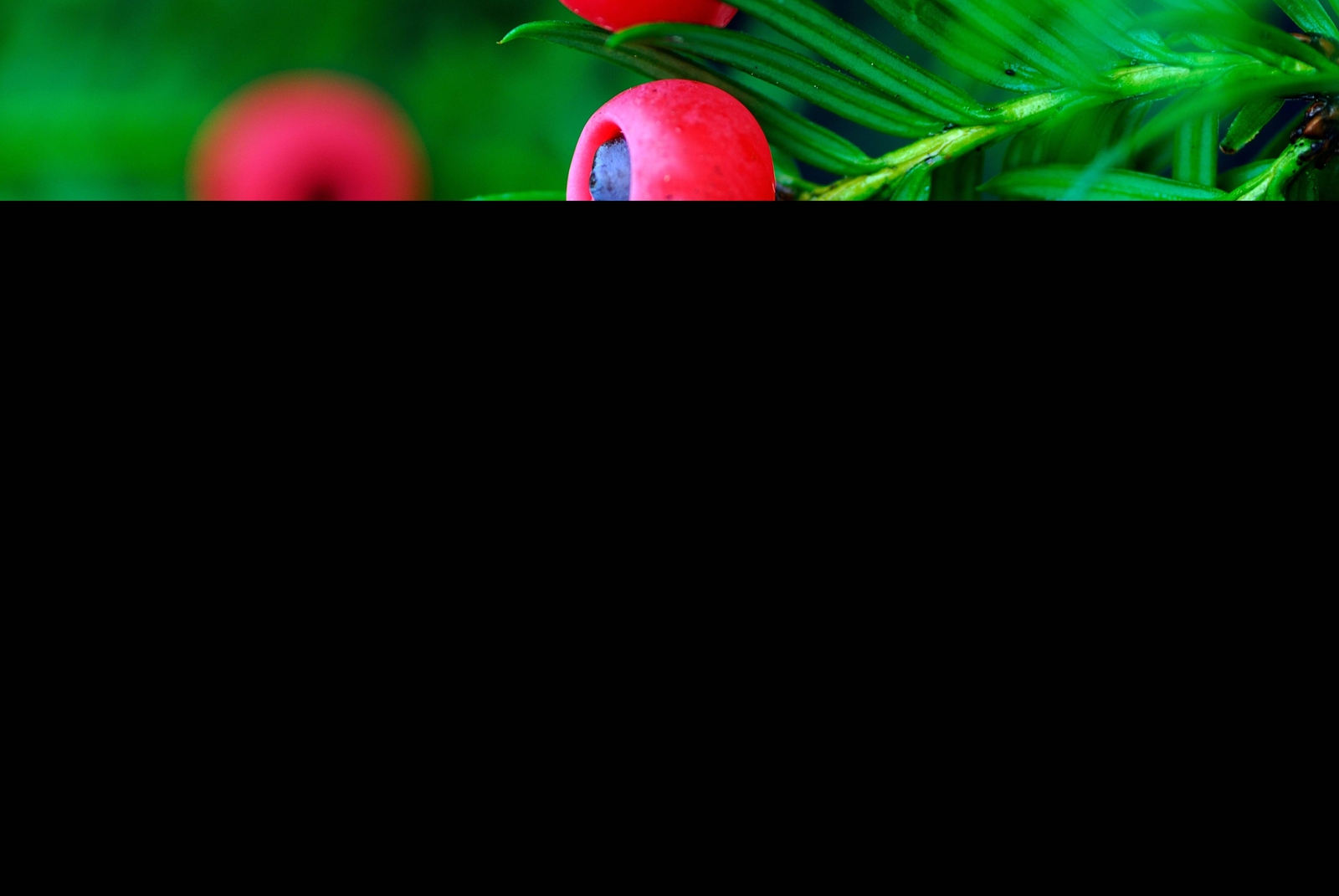 10 ENGLISH YEW Taxus Baccata Tree Shrub Conifer Sun or Shade Red Ornamental Berr