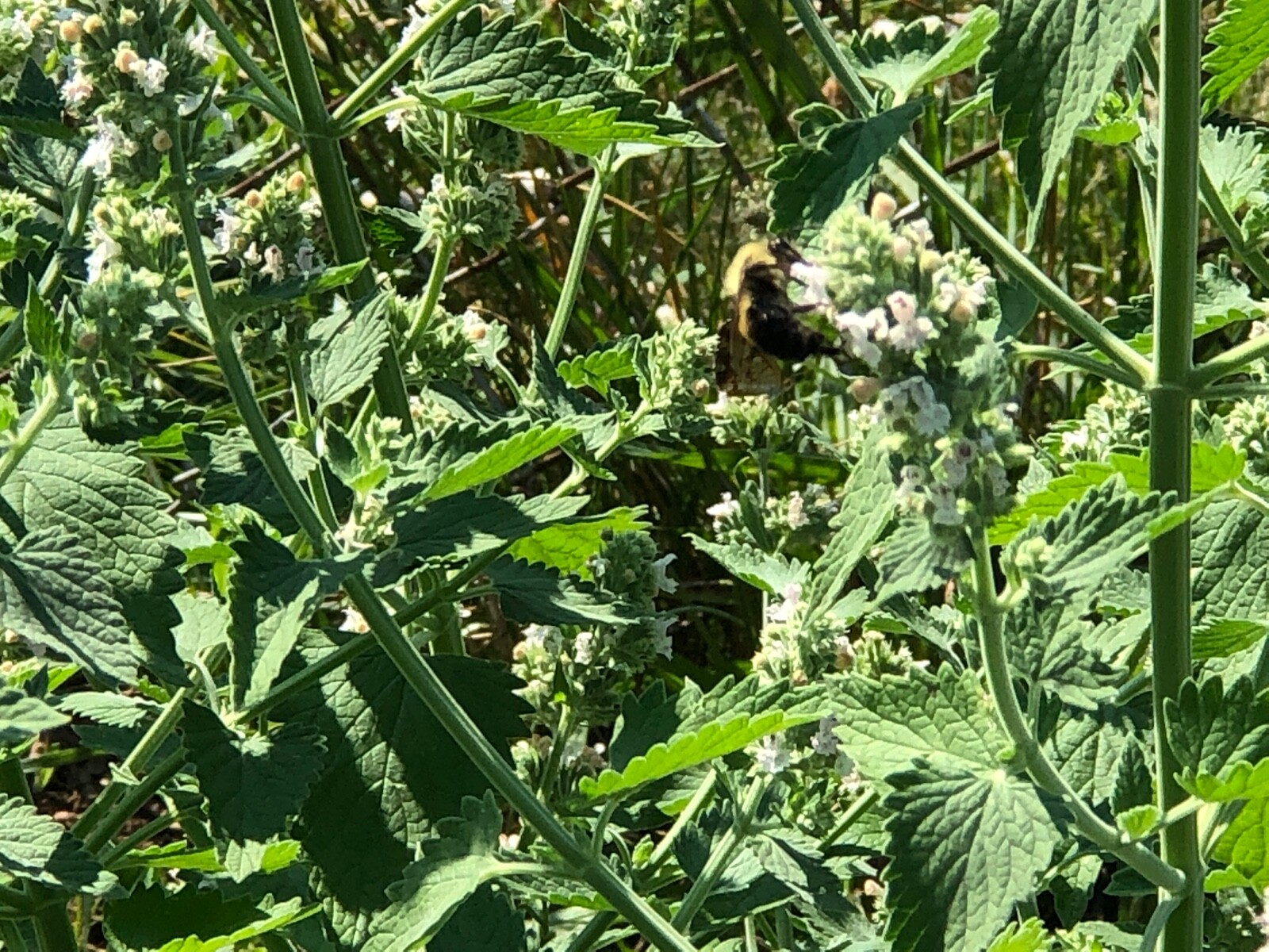Fresh 2023 Fully Organic Catnip*Nepeta Cataria SEEDS~Perennial Herb *Heirloom