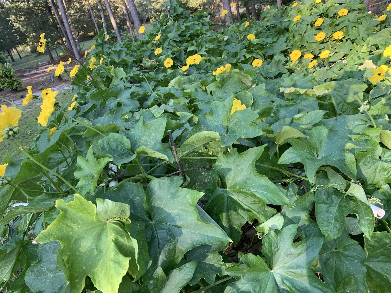 20 Luffa seeds 2023 fall fresh Non-GM Organic 丝瓜 种子