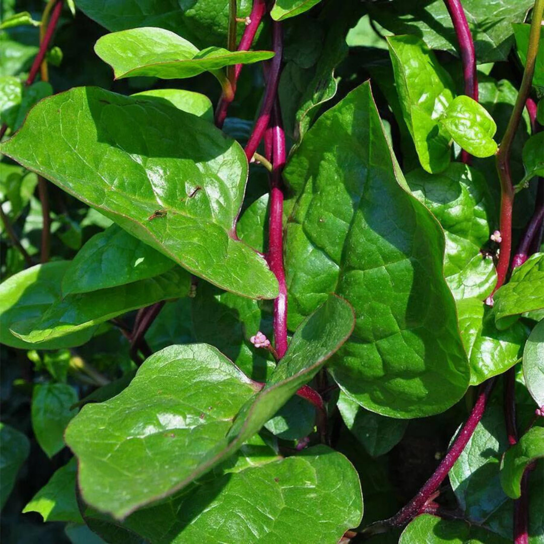 Fresh Red Malabar Spinach Seeds | Mong Toi | Heirloom Non-GMO | Asian Vegetable
