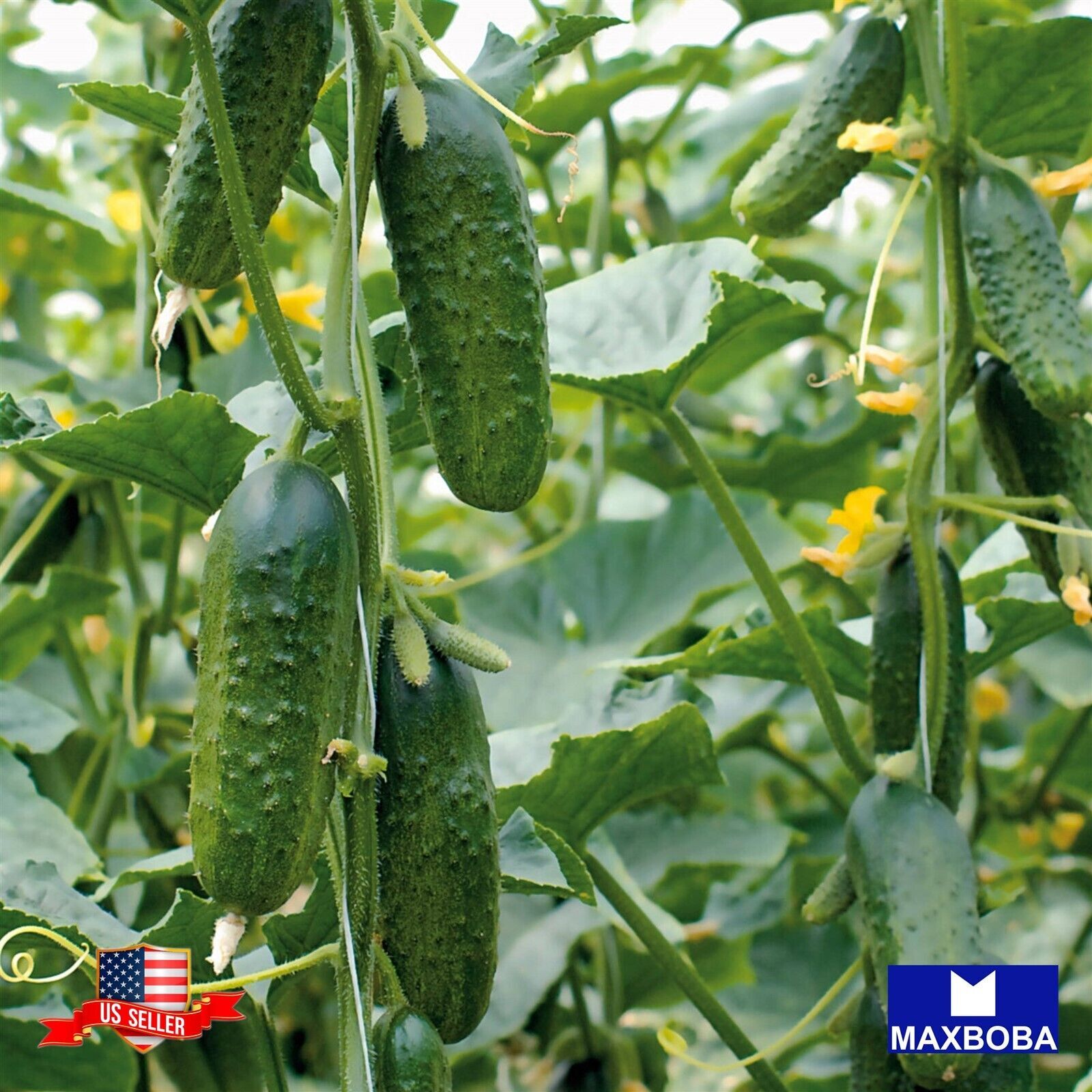 Cucumber Seeds – Pioneer F1 Non-GMO Vegetable