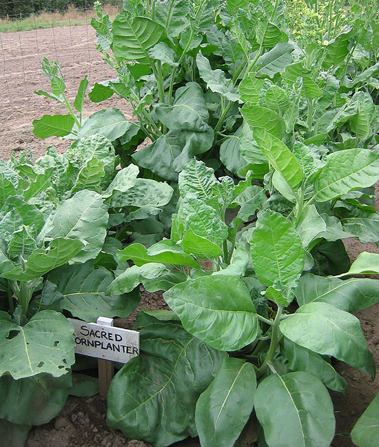 1000 Sacred Cornplanter Rustica Tobacco Seeds – Nicotiana – Sacred Tobacco