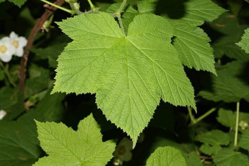 50 Thimbleberry Bush Seeds for Planting Rubus parviflorus
