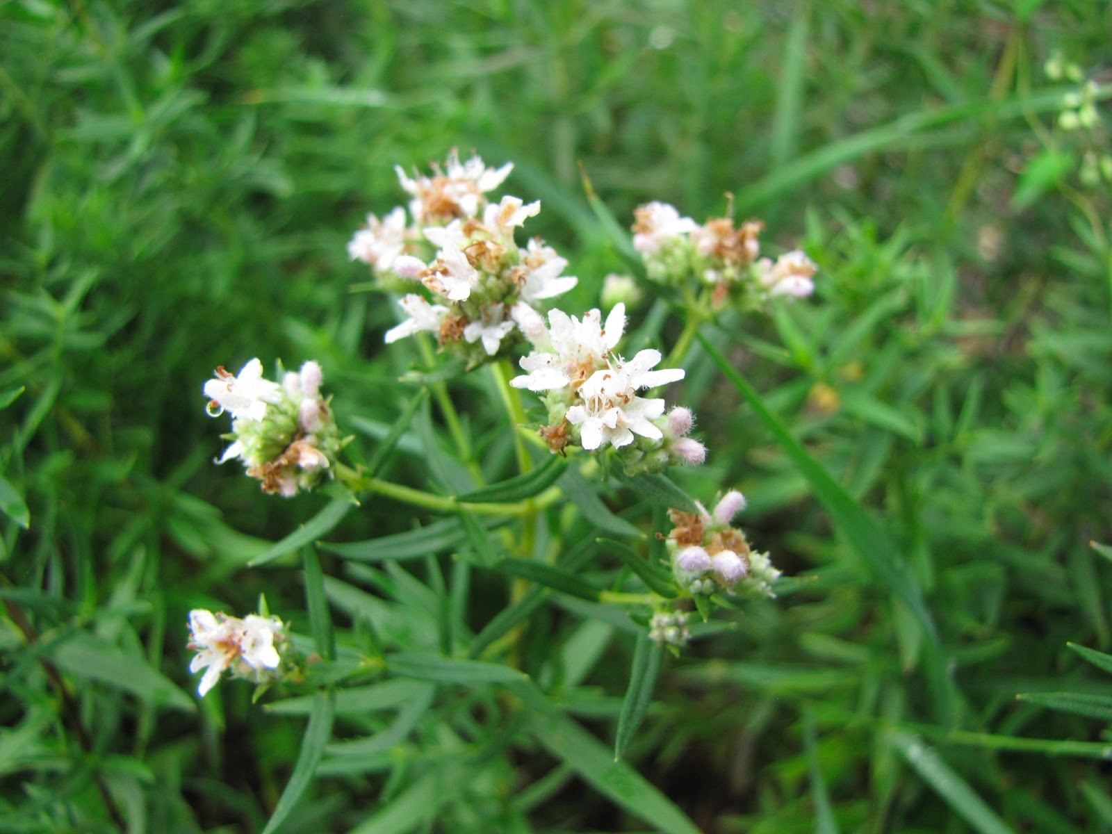 300 SEEDS – mint MOUNTAIN WILD herb shade/sun GroCo* USA – BUY ANY 15-SHIPS FREE
