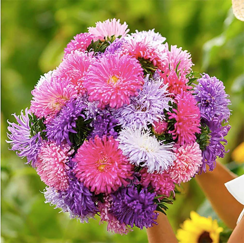China Asters Seeds – Mixed Single Asters