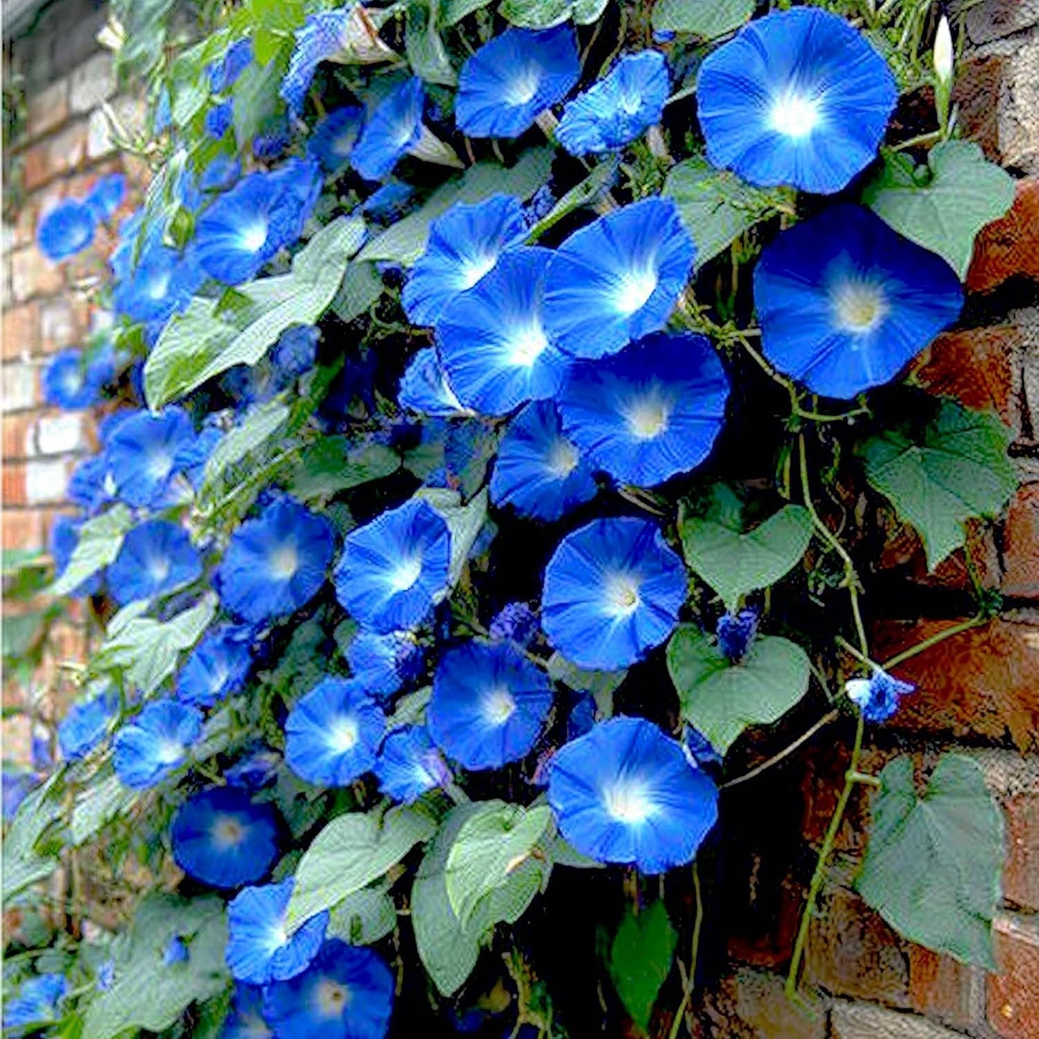 Morning Glory Seeds for Planting – 250 Fresh Seeds – Heavenly Blue Climbing V…