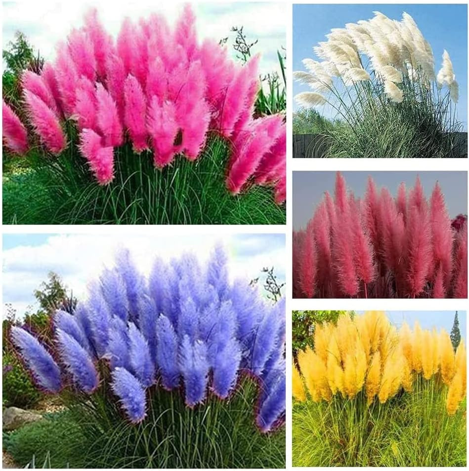 1000+ Mix Pampas Grass Seeds for Planting Cortaderia Selloana Seeds Heirloom Orn