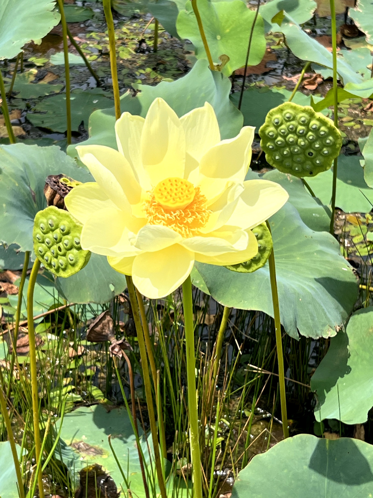 10 Seeds Yellow Lotus Flower Seeds American Water Lily for Pots or Pond