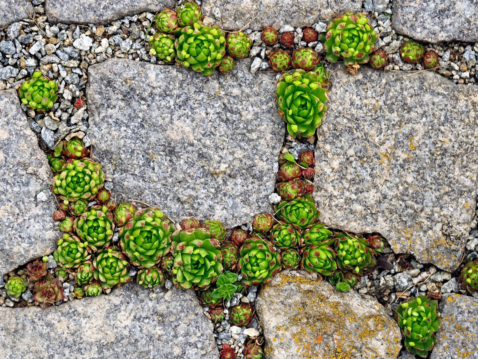 25 MIXED HENS & CHICKS Chickens Succulent Live Forever Sempervivum Flower Seeds
