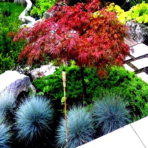 10 DWARF Japanese Red Linear Leaf Maple Tree Seeds Acer Scolopendrifolium Bonsai