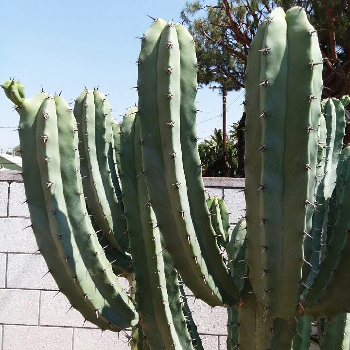 Live Cactus Cuttings – Myrtillocactus Geometrizans Blue Candle Cactus (6 inches)