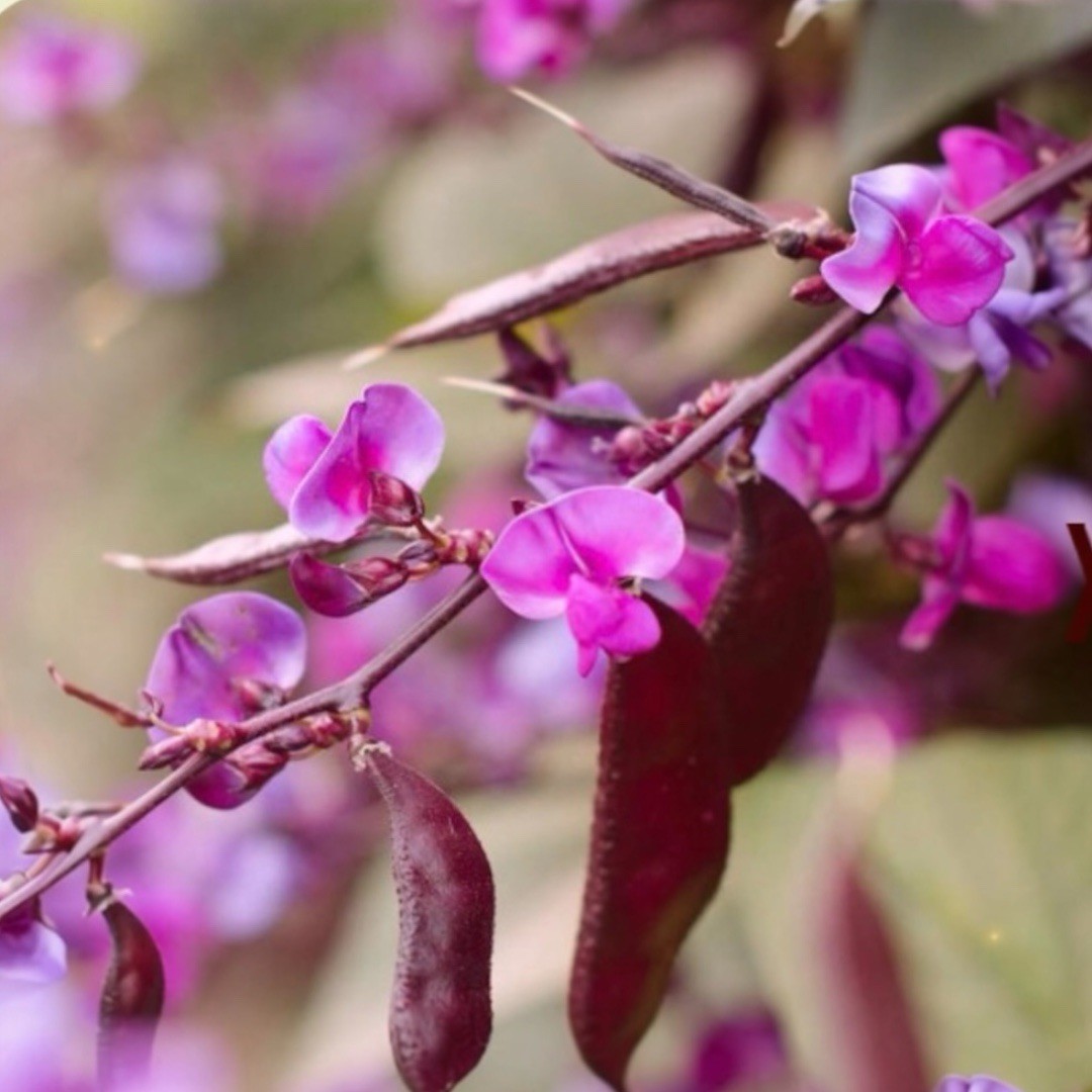 10 Purple Moon Shadow Hyacinth Bean Seeds Non GMO