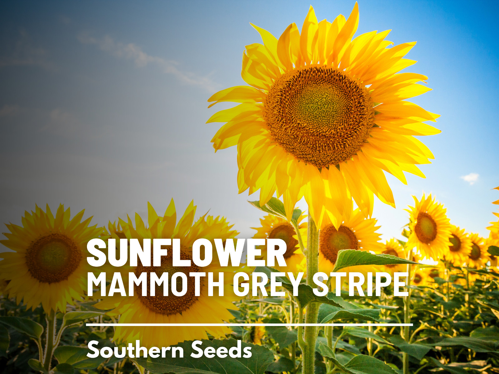 Sunflower, Mammoth Grey Stripe – Heirloom Seeds – Medicinal & Culinary – GMO Fr