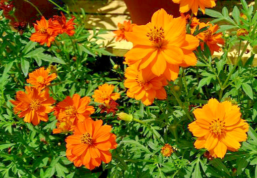 COSMOS MIX 100 SEEDS, yellow, orange, double, seashell, purple, white, pink…