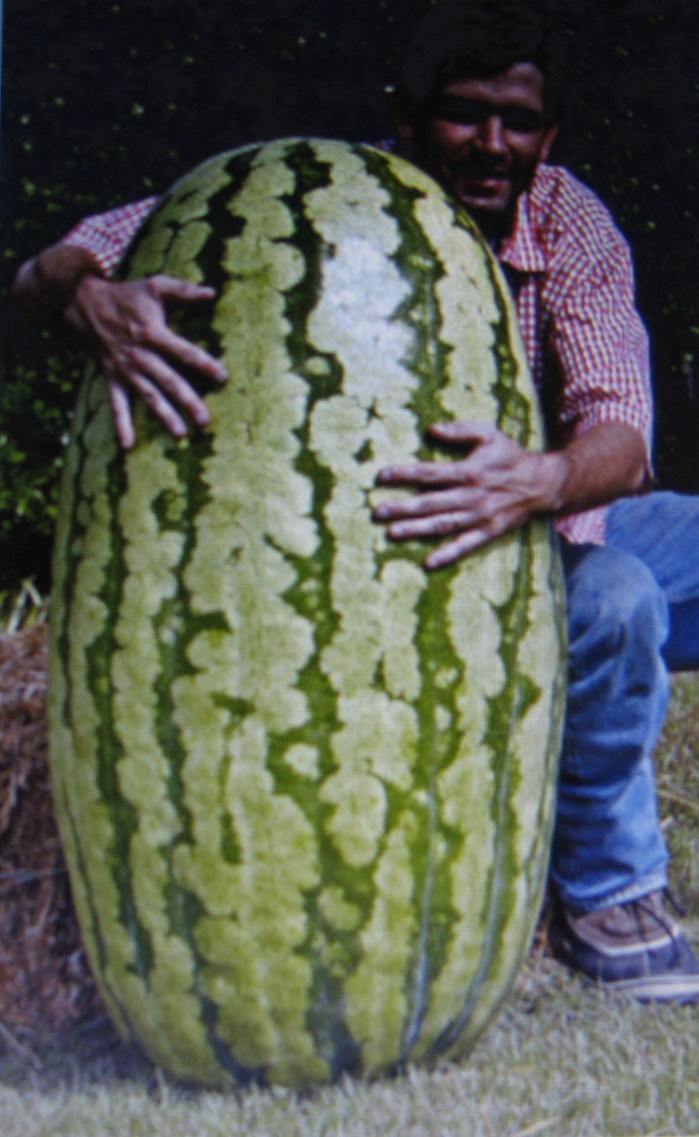 COMPETITION WATERMELON *CROSS HYBRED *MEDICINAL* ANTIOXIDANT* LYCOPENE*5 SEEDS
