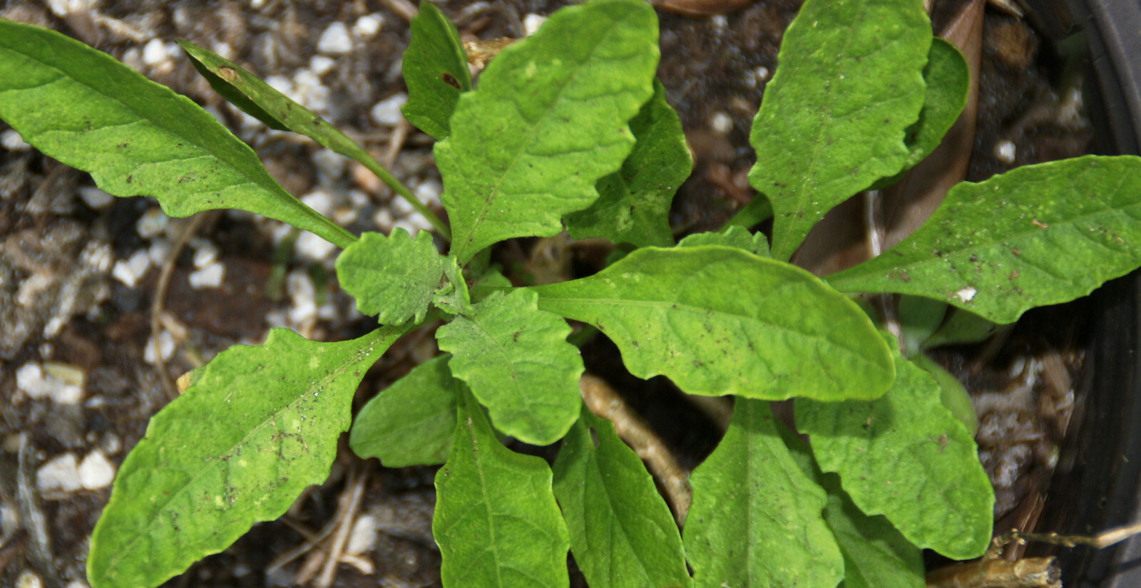 Epazote Seeds -Central,S.American Herb – 50+ Heirloom seeds – FREE Shipping